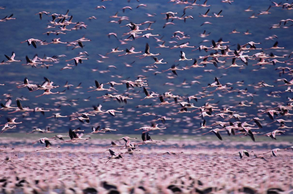 Arrival of the birds exodus from пурпурные крылья тайна фламинго