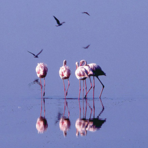 Arrival of the birds exodus from пурпурные крылья тайна фламинго