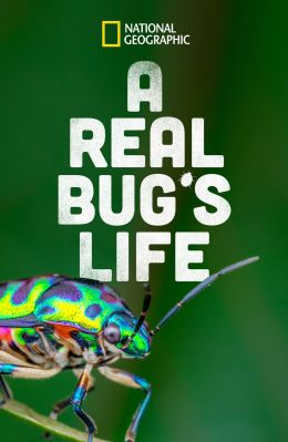 Настоящая жизнь жука