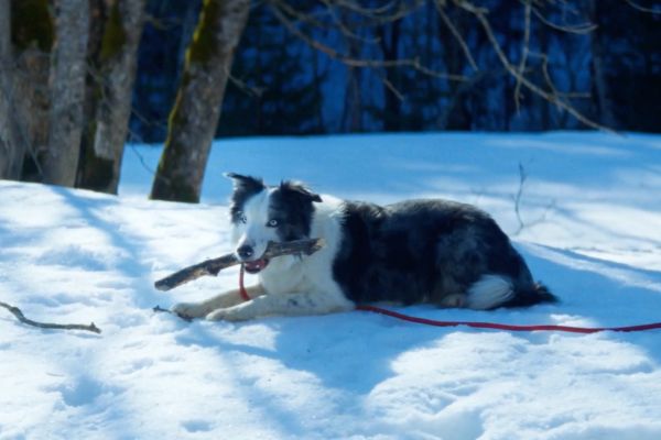 Кто тут хороший мальчик? 7 раз, когда собака стала сердцем фильма