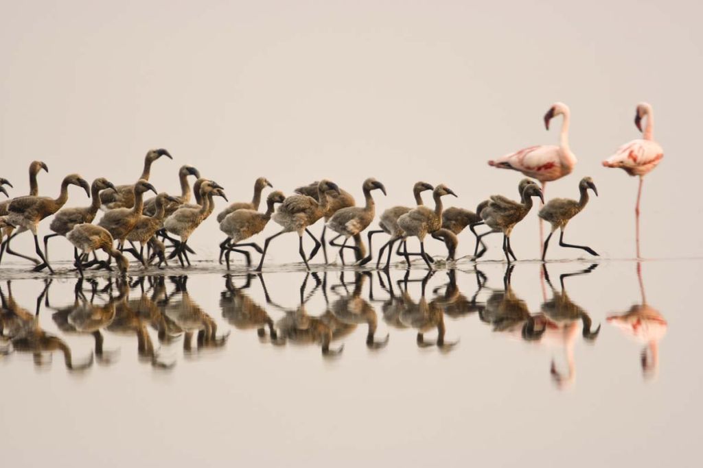 Arrival of the birds exodus from пурпурные крылья тайна фламинго