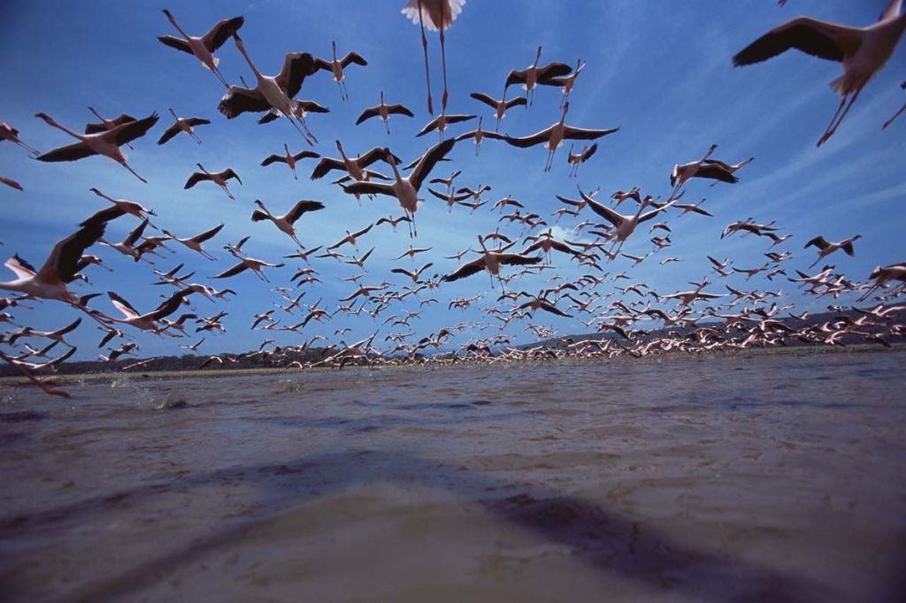 Arrival of the birds exodus from пурпурные крылья тайна фламинго