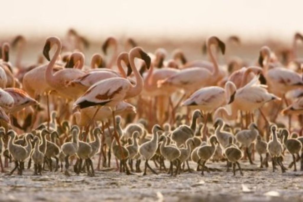 Arrival of the birds exodus from пурпурные крылья тайна фламинго