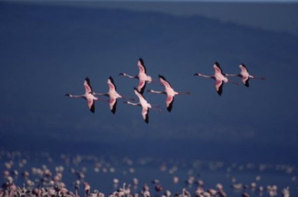 Arrival of the birds exodus from пурпурные крылья тайна фламинго