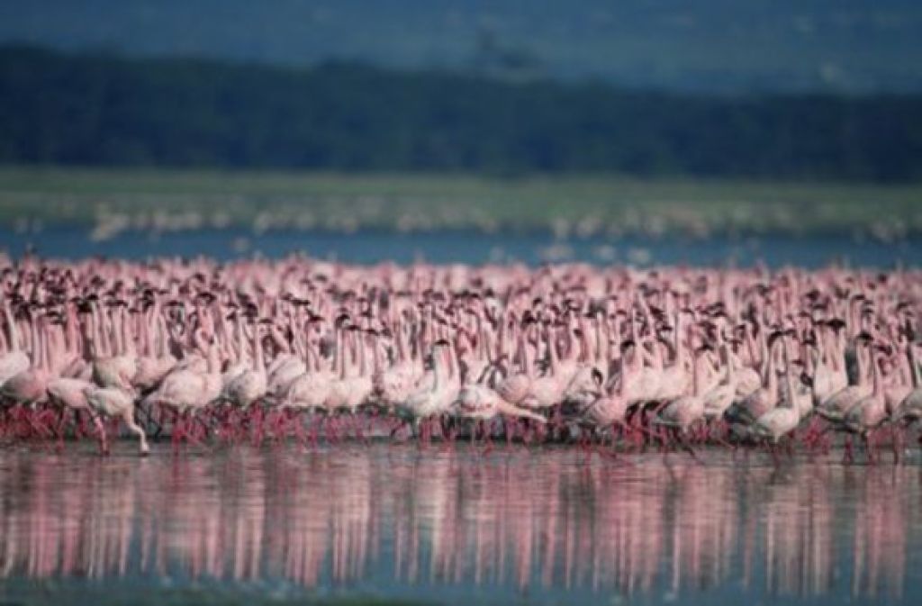 Arrival of the birds exodus from пурпурные крылья тайна фламинго