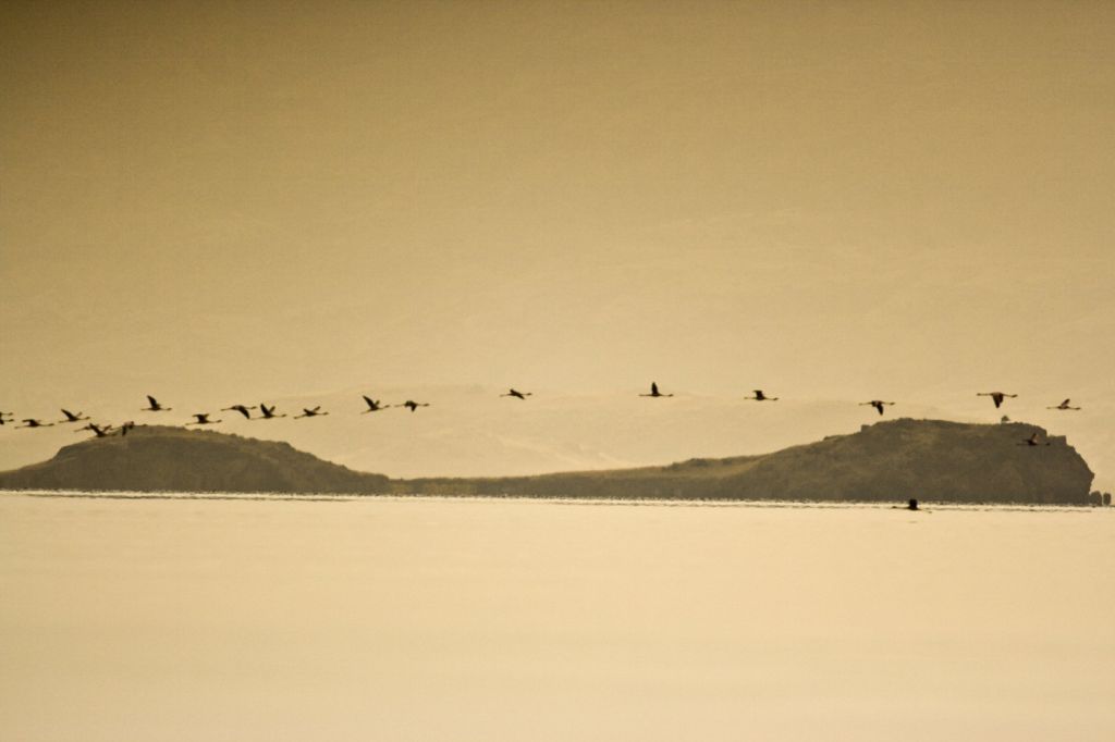 Arrival of the birds exodus from пурпурные крылья тайна фламинго