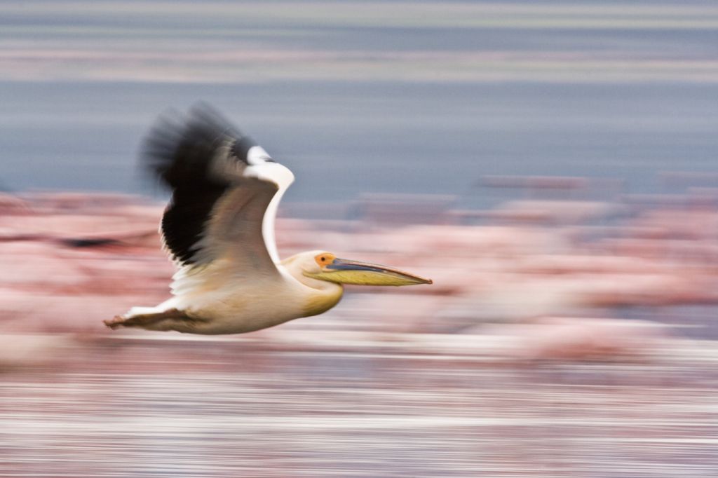 Arrival of the birds exodus from пурпурные крылья тайна фламинго