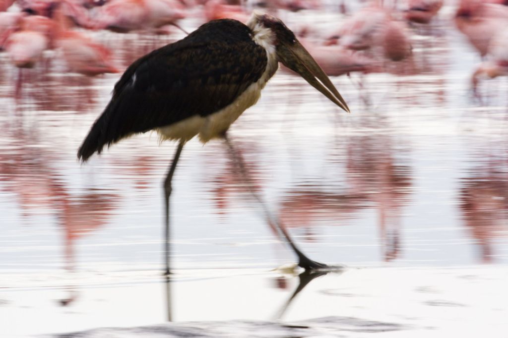 Arrival of the birds exodus from пурпурные крылья тайна фламинго