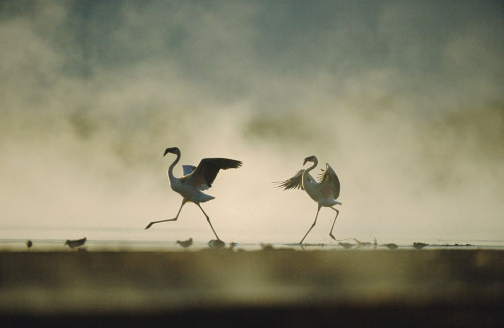 Arrival of the birds exodus from пурпурные крылья тайна фламинго