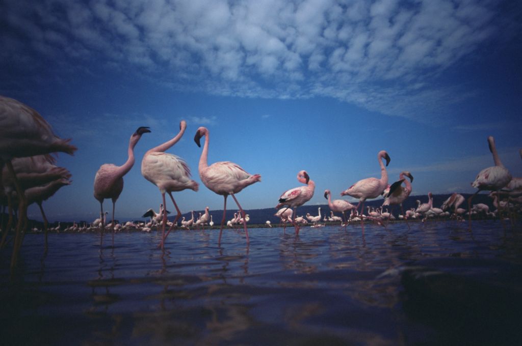 Arrival of the birds exodus from пурпурные крылья тайна фламинго