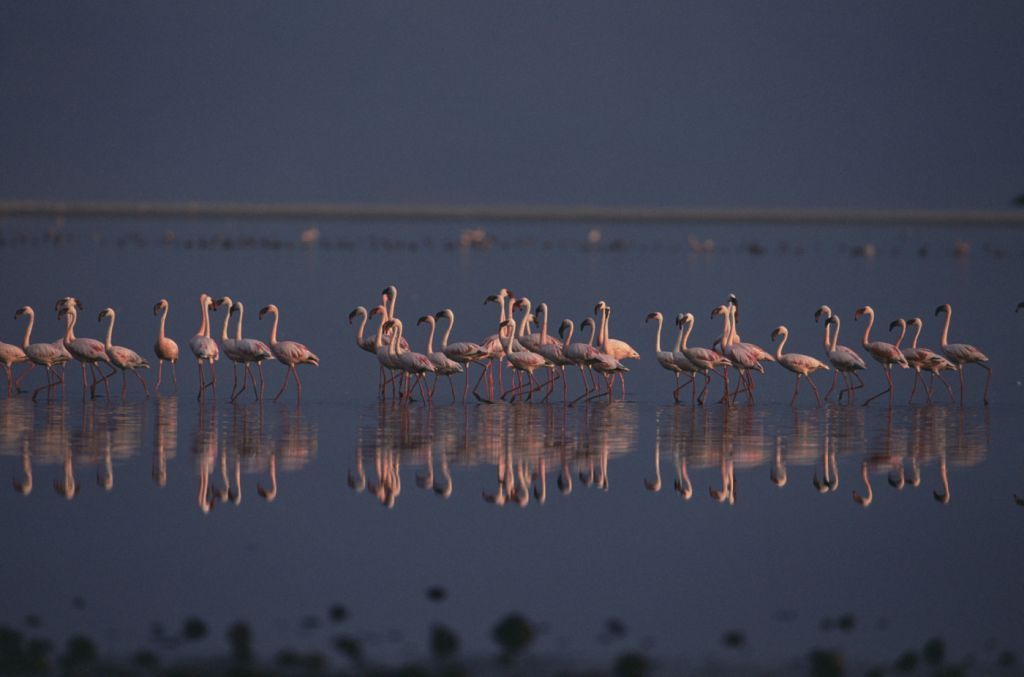 Arrival of the birds exodus from пурпурные крылья тайна фламинго