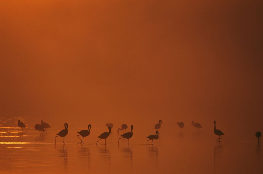 Arrival of the birds exodus from пурпурные крылья тайна фламинго