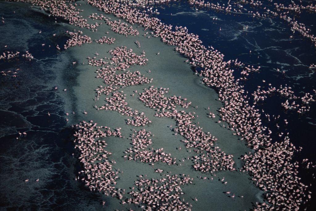 Arrival of the birds exodus from пурпурные крылья тайна фламинго