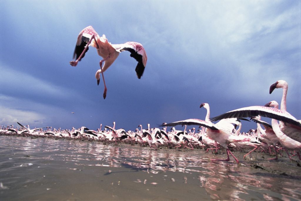 Arrival of the birds exodus from пурпурные крылья тайна фламинго