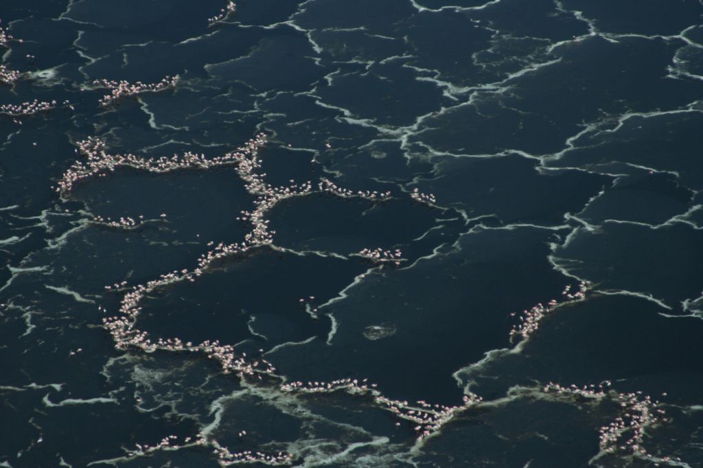 Arrival of the birds exodus from пурпурные крылья тайна фламинго