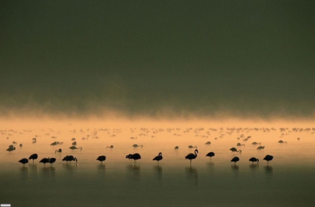 Arrival of the birds exodus from пурпурные крылья тайна фламинго