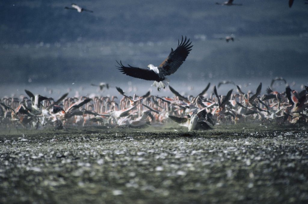 Arrival of the birds exodus from пурпурные крылья тайна фламинго