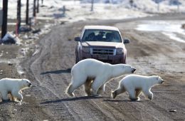 Городок полярных медведей