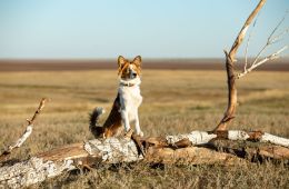 Моя собака – космонавт