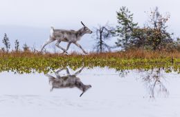 Приключения оленёнка