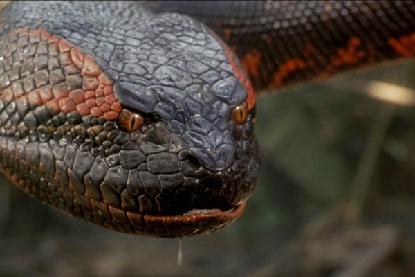 Фильмы ужасов про змей