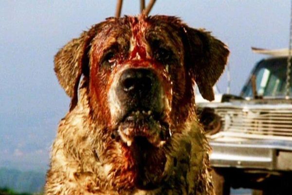 Фильмы ужасов про собак